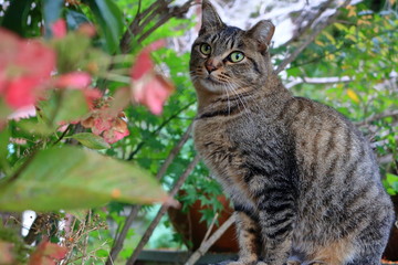 花を見つめる猫