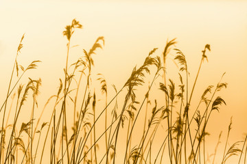 Reed in backlight at dawn