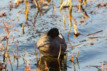 Coot in water