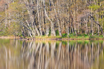 Fototapeta premium Reflections of the forest in the lake
