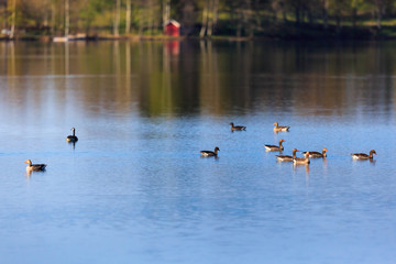 Flock of geese