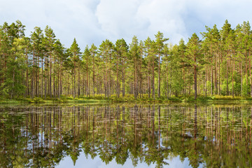 Fototapeta na wymiar Pine tree woods at the lake