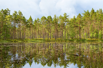 Pine tree woods at the lake