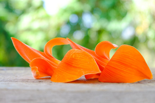 Butea Monosperma or Palash flower on green nature background.