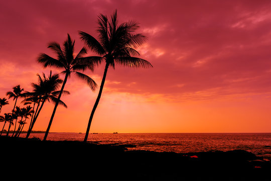 Fototapeta Kona sunset palm trees Big Island Hawaii
