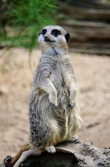 Fototapeta premium Meerkat looking around on his hind legs.