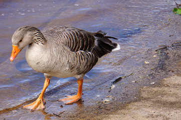 Brown duck walking at the edge of water.