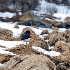 oystercatcher marsh bird fisher of fish and shellfish nesting colony on the island of Runde nature...