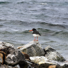 oystercatcher marsh bird fisher of fish and shellfish nesting colony on the island of Runde nature reserve for seabirds Norway 