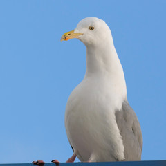 Portrait of seagull 