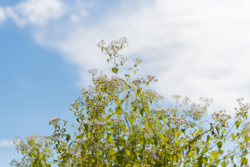 Flower against blue sky