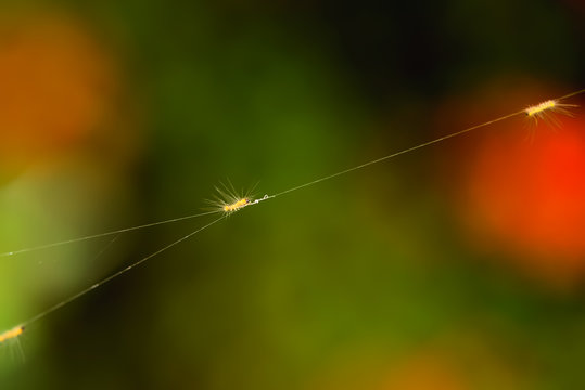 worm