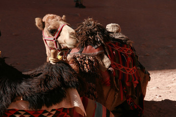 Camel resting in the ground in a traditional attire.