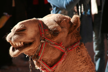 A camel giving a teeth smile.
