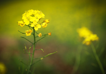 Obraz premium Mustard flowers