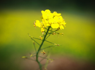 Mustard flowers