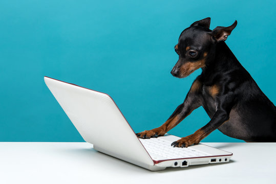 Cute dog who enjoy the laptop computer on blue background