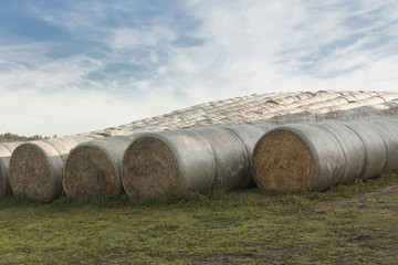 Hay bales on the agricultural field after harvest on sunny summe