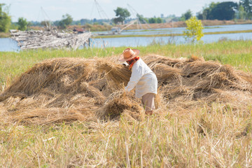 Naklejka na ściany i meble Farmer harvesting rice
