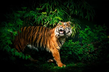 Zelfklevend Fotobehang Tiger Looking Up © nullplus