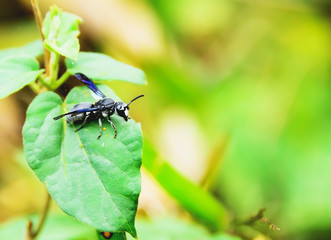 Insect