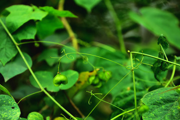 seeds on tree