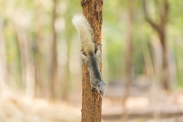 Grey squirrel small animal
