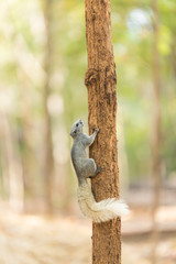 Grey squirrel small animal
