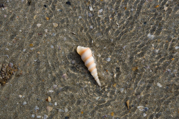 Shell in the form of a horn on the sand coast
