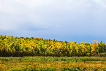 Obraz premium field in the autumn