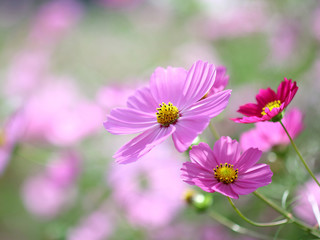 Fototapeta premium コスモス 秋桜 秋色