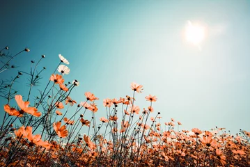 Crédence de cuisine en verre imprimé Printemps Fond de nature paysage vintage de beau champ de fleurs de cosmos sur le ciel avec la lumière du soleil au printemps. effet de filtre de tonalité de couleur vintage
