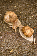 Two Snails 