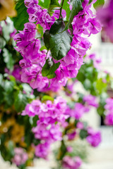 Bougainvillea blooms in September in the city park 