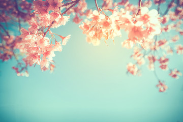 Obraz na płótnie Canvas beautiful vintage sakura flower (cherry blossom) in spring. vintage color tone