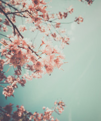 Fototapety  Piękny vintage kwiat drzewa sakura (kwiat wiśni) wiosną. styl retro ton kolorów.