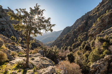 Sun filtering through a tree in the mountains of Corsica