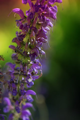 Fototapeta na wymiar Lavender Flower in the garden