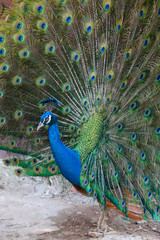 Obraz premium Peacock showing fully fanned tail.