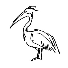 Pelican sketch ink illustration on white background