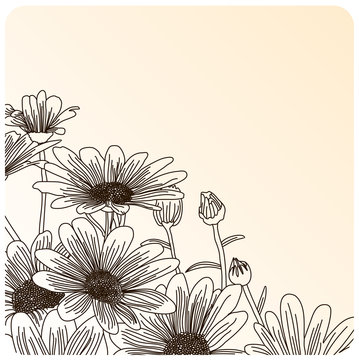 Daisy flowers on a beige background, outline drawing.