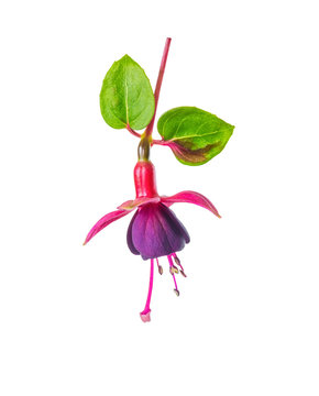 blooming beautiful flower in shades of red and purple fuchsia wi