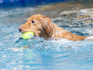 Toller is fetching a ball in the pool.