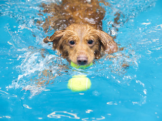 Toller is fetching a ball in the pool.