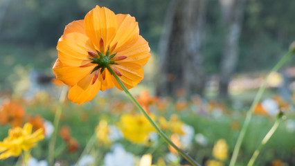 beautiful orange cosmos flower field