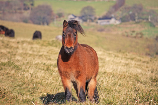 Dartmoor Pony