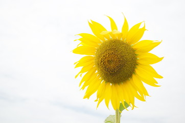 Sunflower.Floral Park Attractions. Tourist area.
