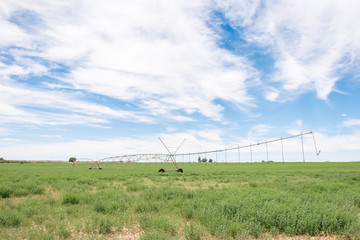 Center pivot irrigation system in a lucerne field