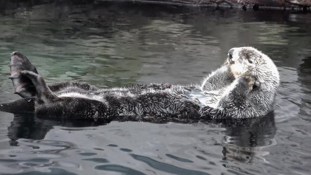 Kalan Sea otter (Enhydra lutris) swim on his back in water and massaging the cheeks by paws