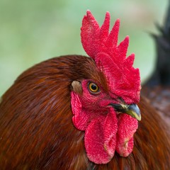 red cock